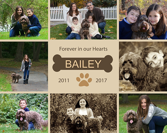 2Amelia Wish DogHoneyBuzzCollage-16x20