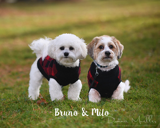DSC_8706 dogs