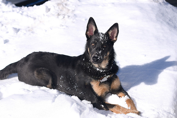 DSC_1042 zoey