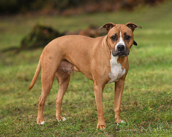 DSC_5077 dog