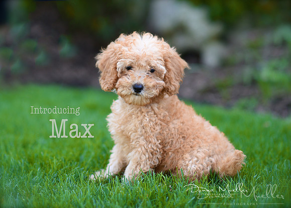 DSC_4322MaxDM