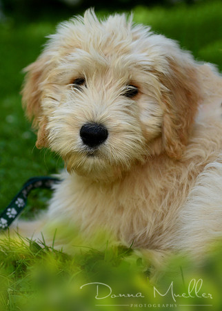 DSC_3131dog