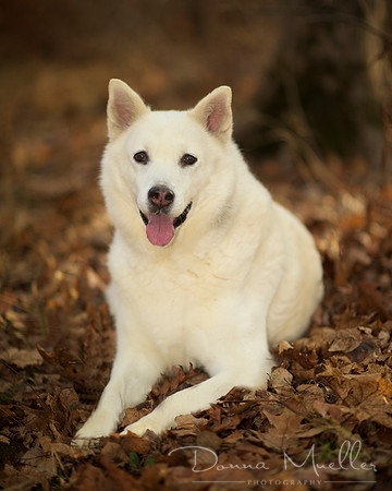 DSC_6502dog