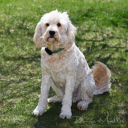 DSC_2756Ajax