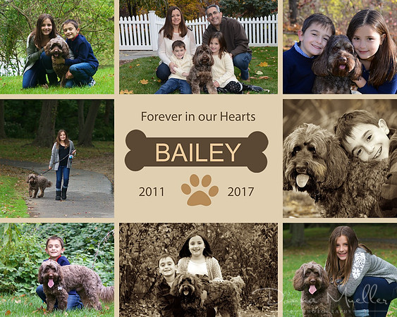 2Amelia Wish DogHoneyBuzzCollage-16x20