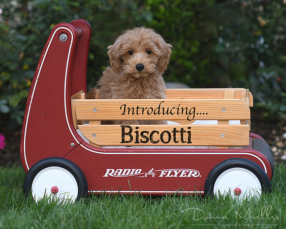 DSC_3392 Biscotti