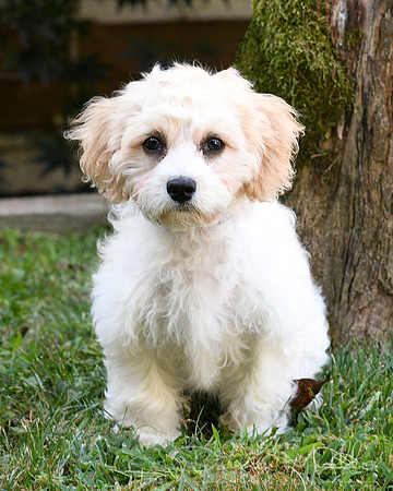 DSC_2748 dog