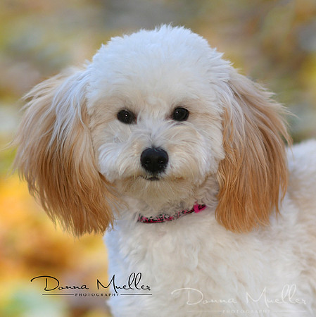 DSC_5104 dog