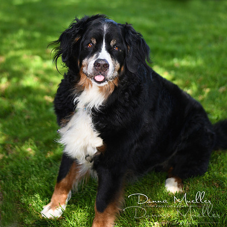 DSC_9663Charlie copy