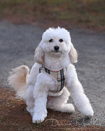 DSC_1167 dog